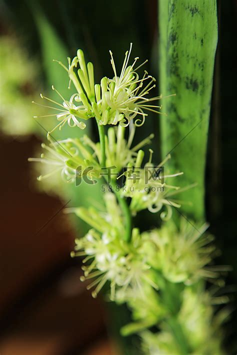 虎尾兰开花风水|虎尾兰的寓意与象征风水（揭开虎尾兰的神秘面纱）